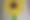 Enlarge the image